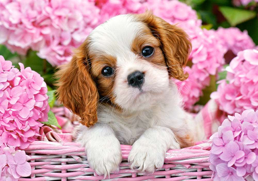 500 Piece Jigsaw Puzzle, Pup in Pink Flowers, Animal puzzle, Dog puzzle; Puppies, Cute dog, Adult Puzzles, Castorland B-52233