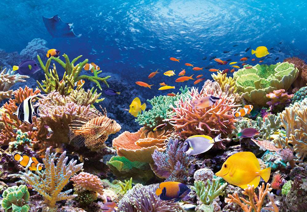 1000 Piece Jigsaw Puzzle, Coral Reef Fishes, Sealife, Ocean, Adult Puzzle, Castorland  C-101511-2